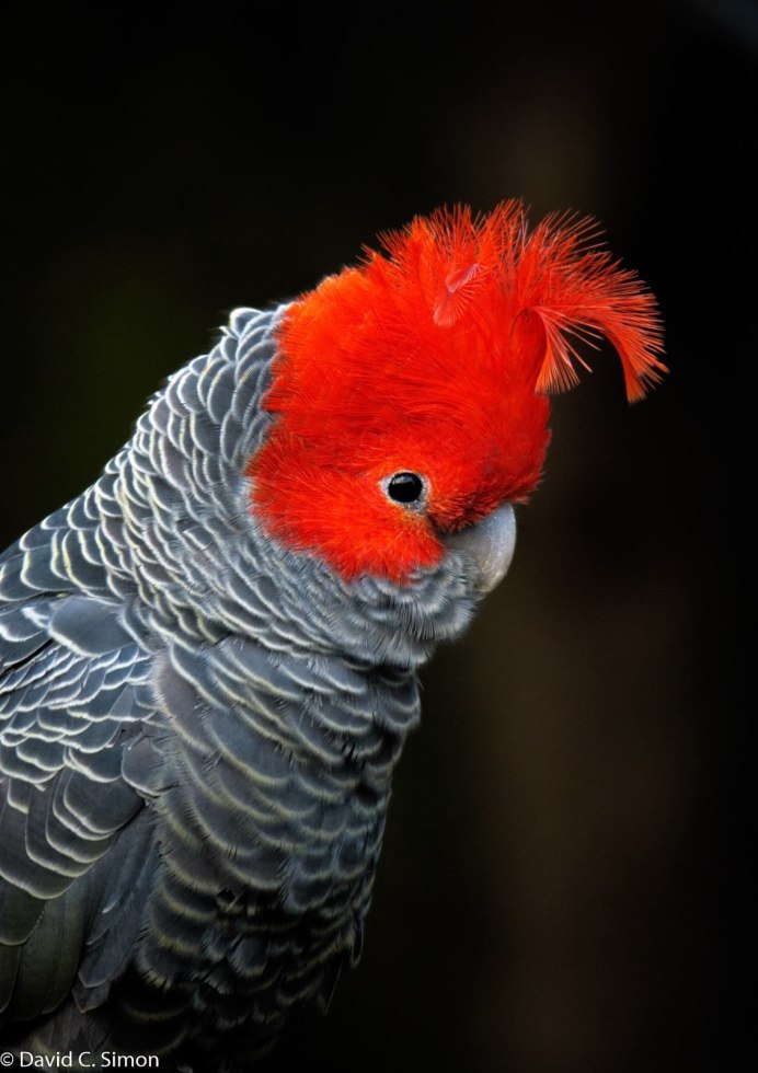 Шлемоносный Какаду в Австралии