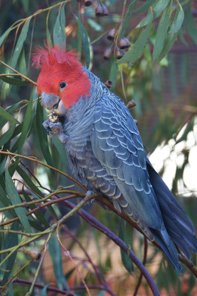 Шлемоносный Какаду купить