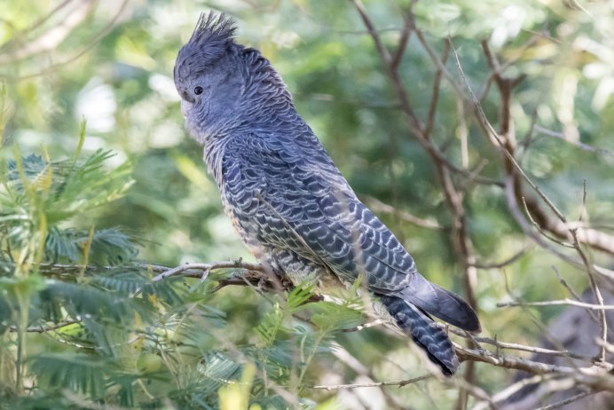 Шлемоносный Какаду