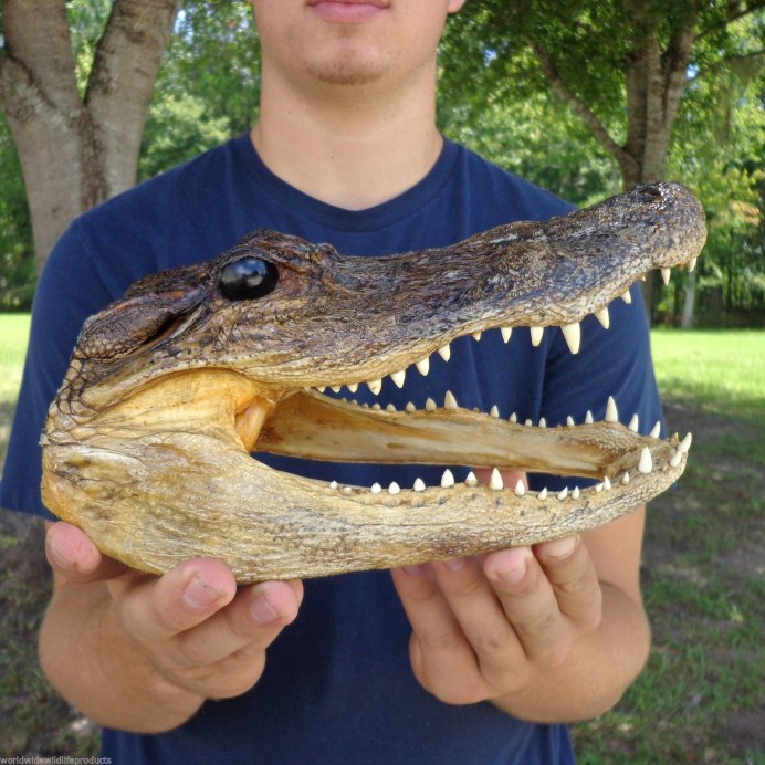 Gator крокодил