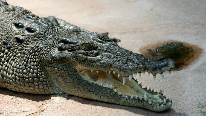 Alligator 1981