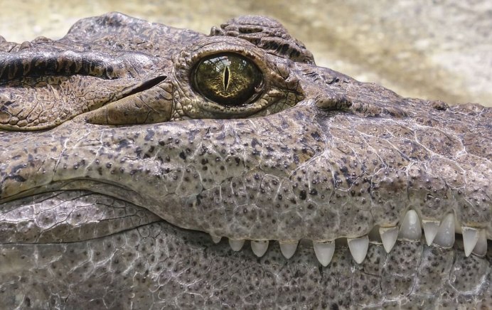 Alligators in Florida
