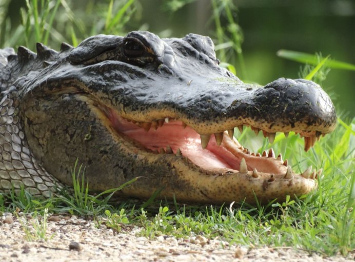 Миссисипский Аллигатор (Alligator mississippiensis)