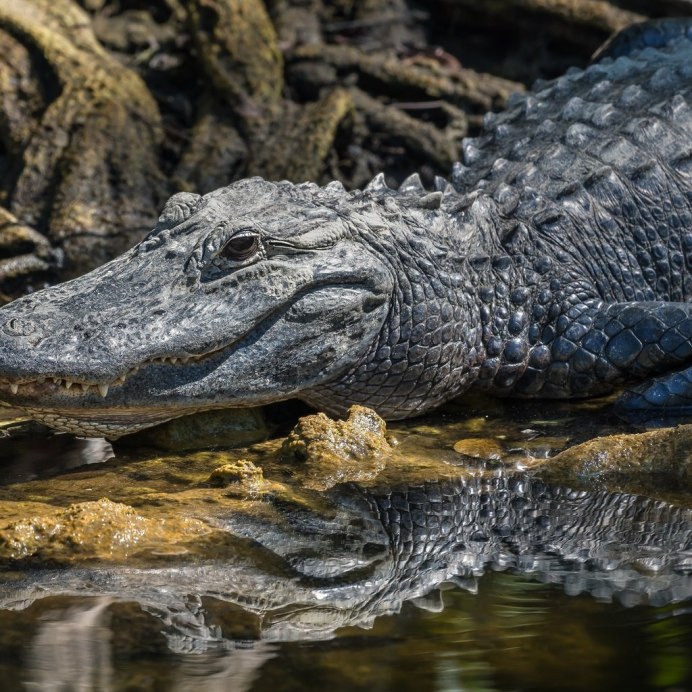 Alligator mississippiensis череп