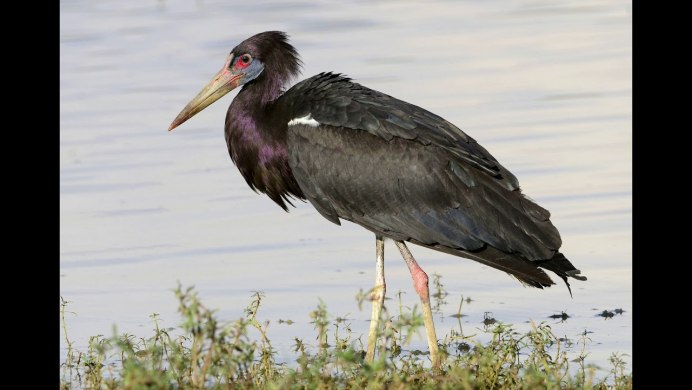 Белобрюхий Аист