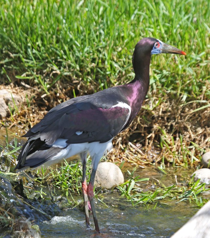 Белобрюхий Аист