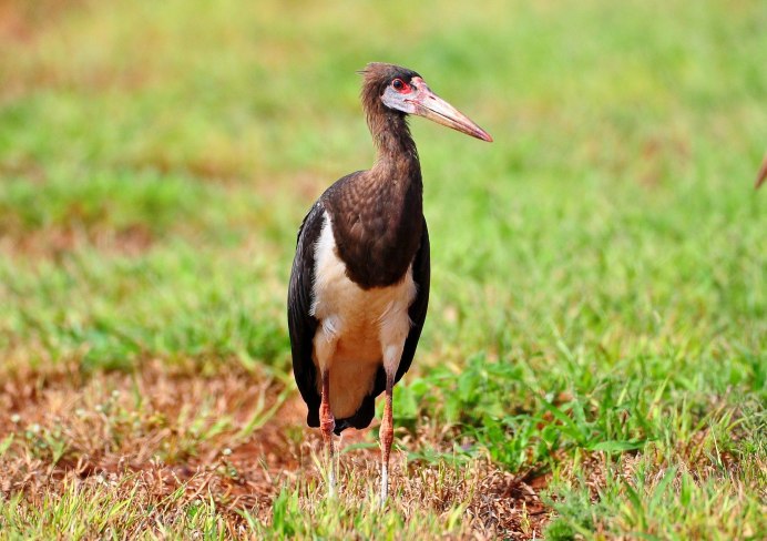 Белобрюхий Аист