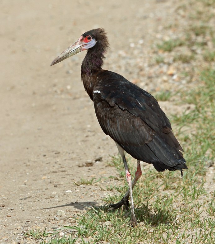 Аист белобрюхий (дождевой)