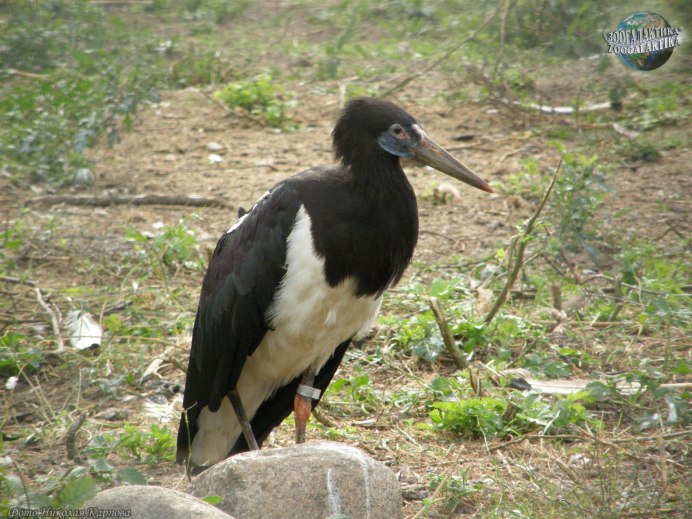 Аист белобрюхий (дождевой)