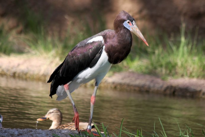 Аист белобрюхий (дождевой)