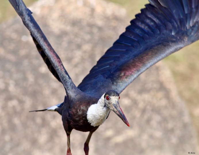 Белобрюхий Аист