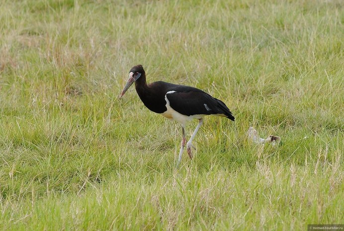 Белобрюхий Аист