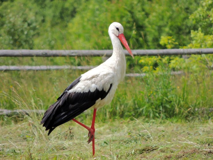 Молодой белый Аист