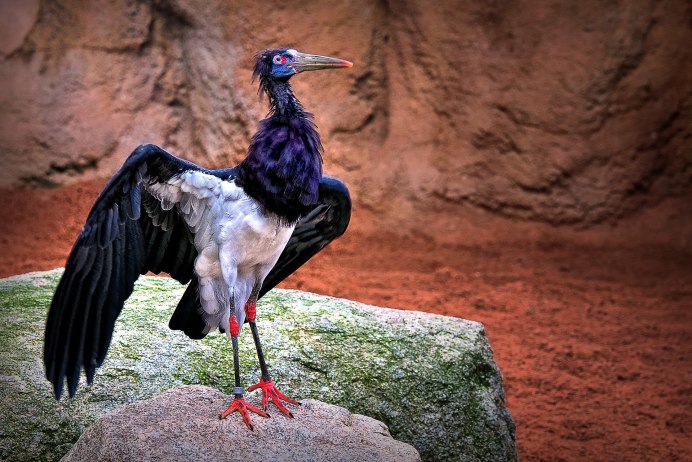 Белобрюхий Аист