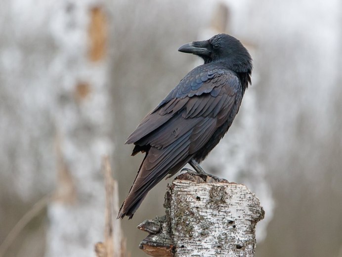 Ворона обыкновенная