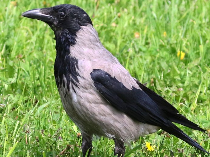 Ворон обыкновенный