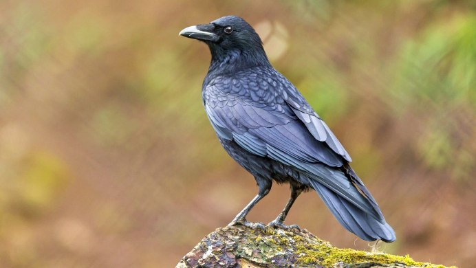 Обыкновенный ворон птица
