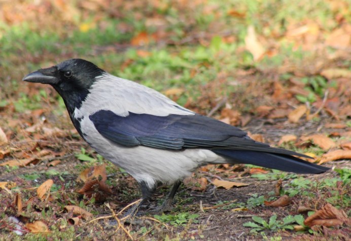 Ворон Corvus Corax