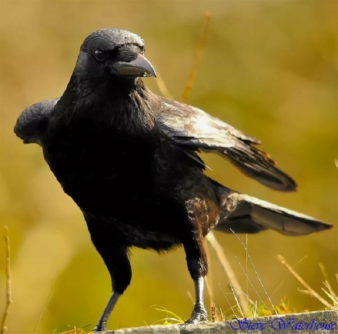 Гавран ворон