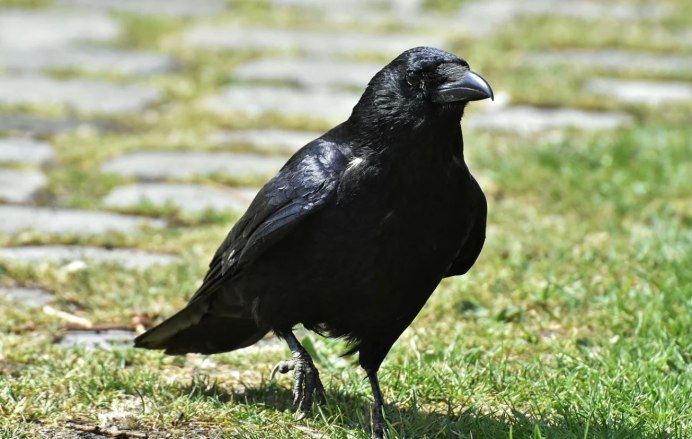 Обыкновенный ворон птица