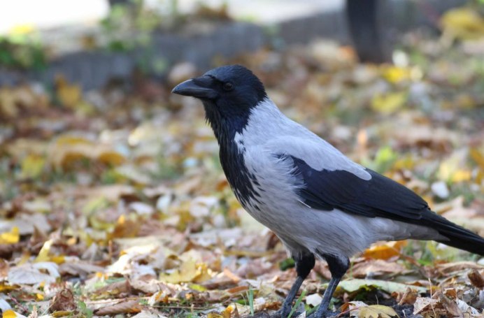 Черный ворон