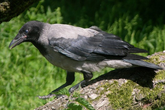 Серая ворона – Corvus cornix