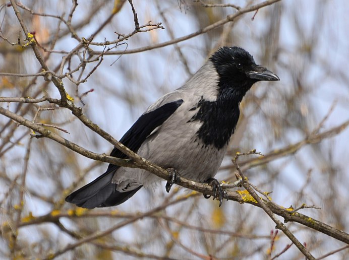 Ворон ворона Галка Грач
