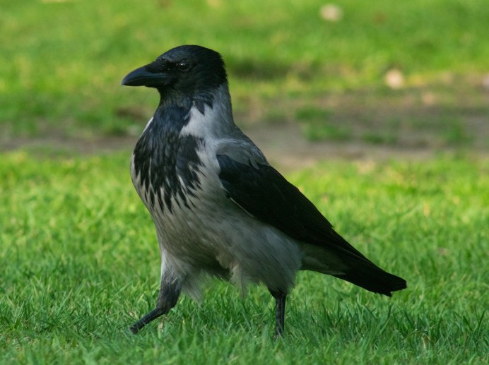 Рейвен птица