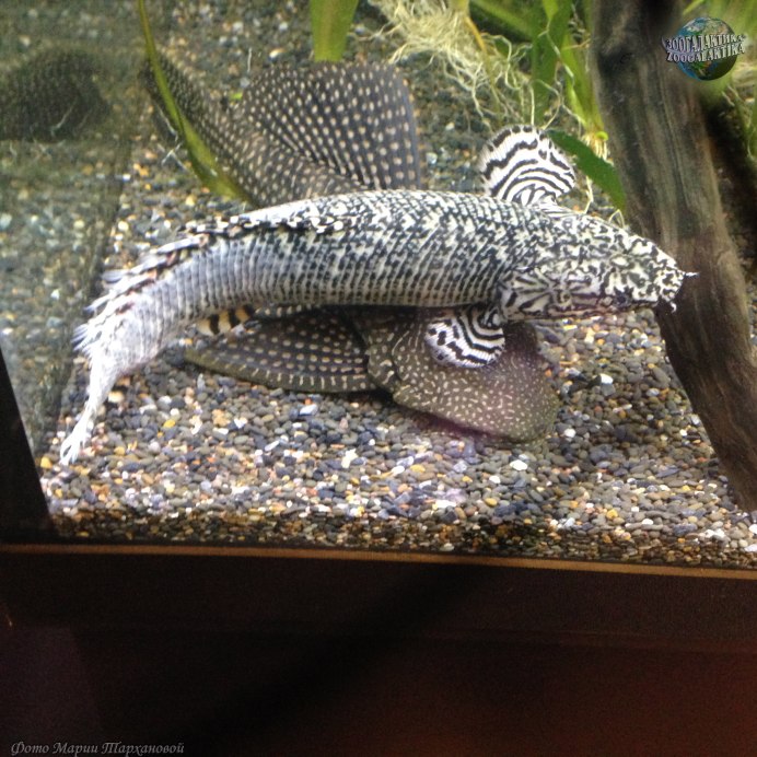 Полиптерус Эндлихера Polypterus ENDLICHERI