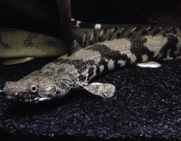 Полиптерус орнатипиннис (Polypterus ornatipinnis)