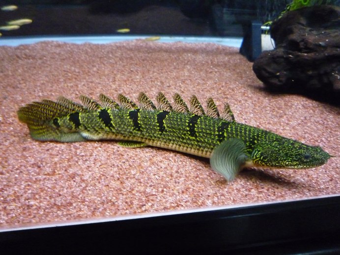 Полиптерус орнатипиннис (Polypterus ornatipinnis)