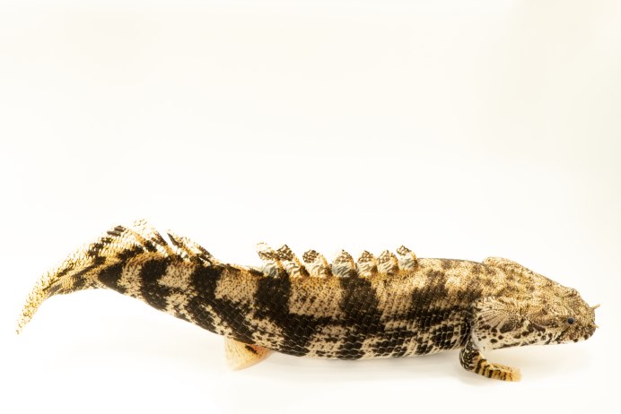 Полиптерус Эндлихера Polypterus ENDLICHERI