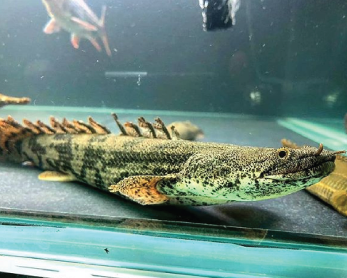 Polypterus ENDLICHERI без фона