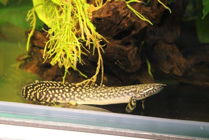 Полиптерус Сенегальский Polypterus senegalus