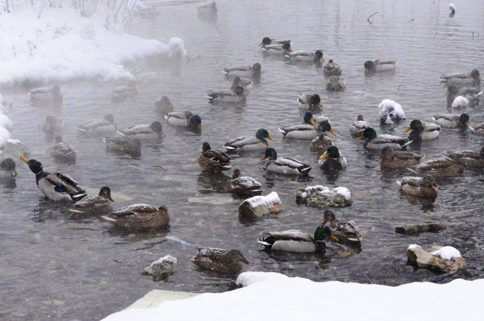 Утки в городе