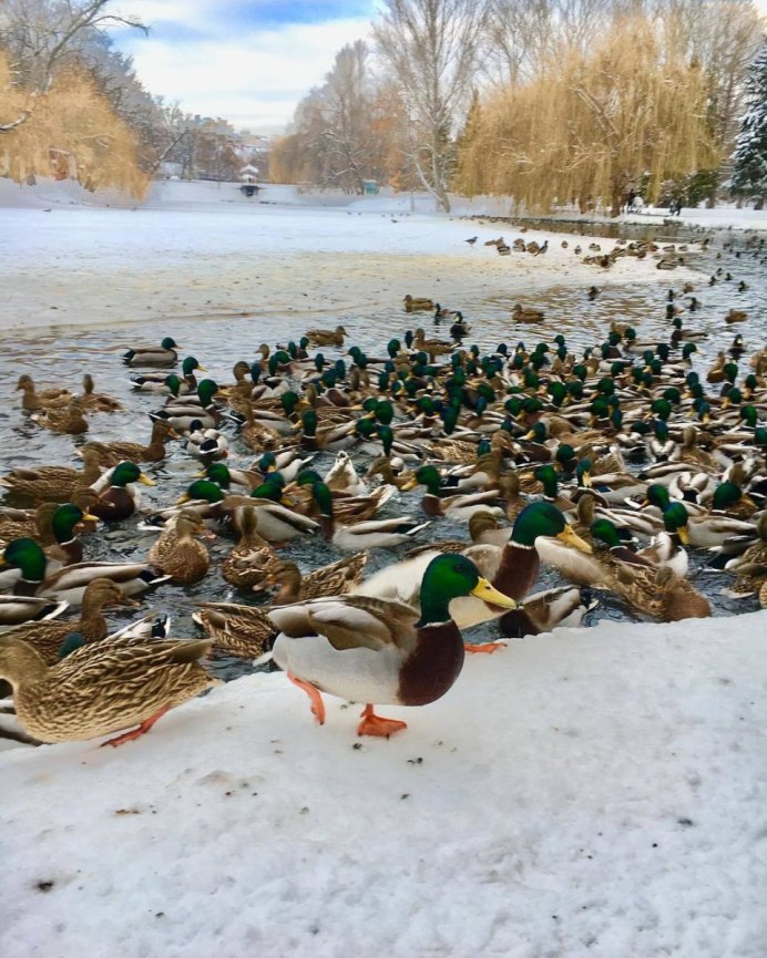 Зимующие водоплавающие птицы