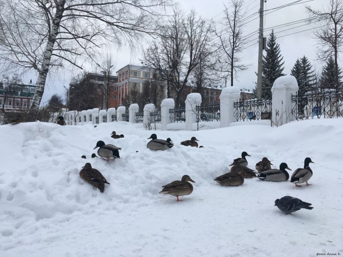 Уточки зимой