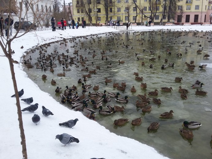 Тульский парк уточки зима