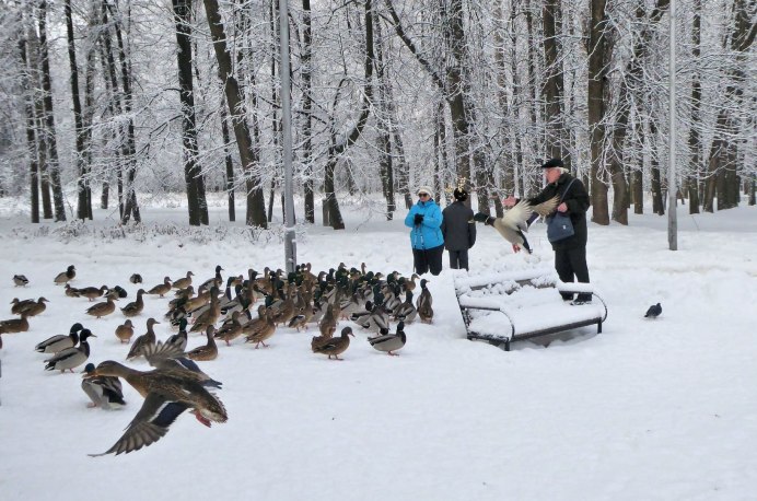 Утки зима