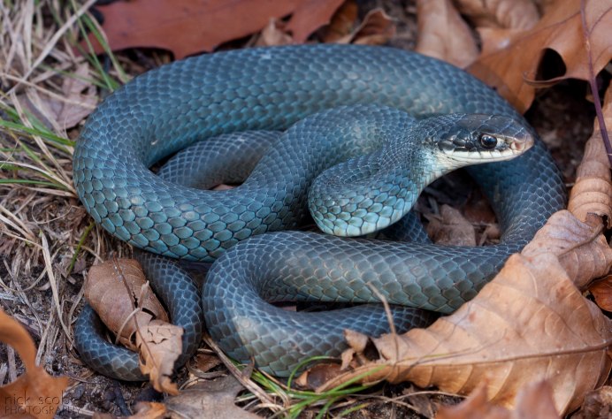 Coluber Constrictor Foxii