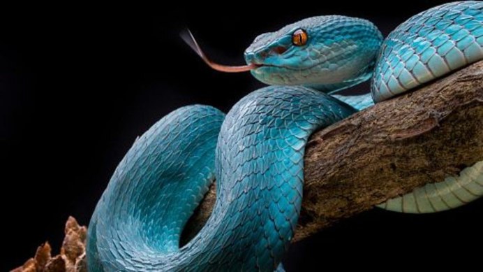 Blue Viper Snake