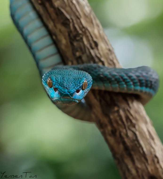 Blue Racer Coluber Constrictor