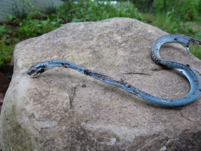 Trimeresurus trigonocephalus