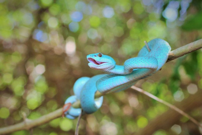Голубая комодская куфия (Trimeresurus insularis