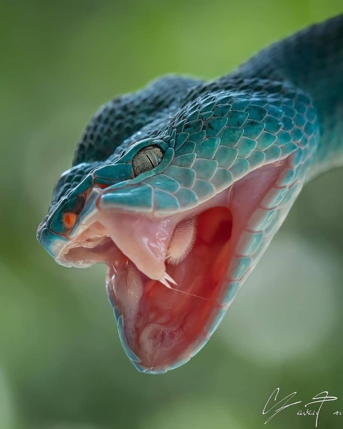 Thamnophis sirtalis синий