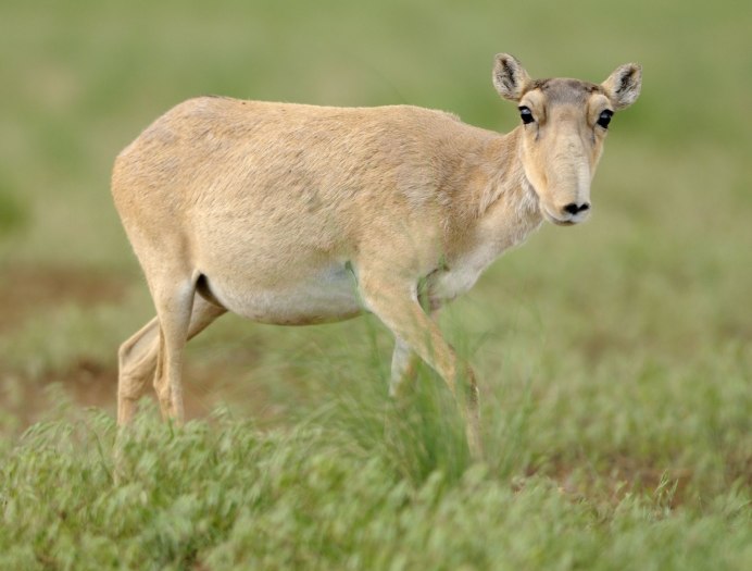 Сайгак Saiga tatarica
