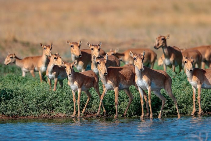 Сайгак Saiga tatarica