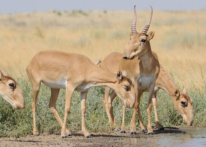 Сайгак Saiga tatarica