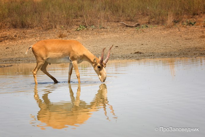 Сайгак Saiga tatarica
