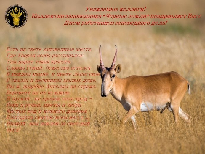 Антилопа Сайгак